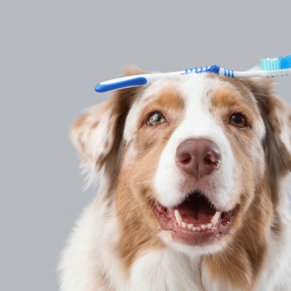 【コラム】愛犬の口臭、大丈夫？今からできる予防ケア